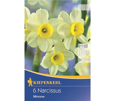Narcissus 'Minnow'