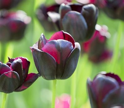 Tulipa 'Queen of Night'
