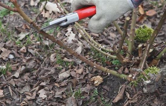Beetrosen - Zurückschneiden im Frühling Beetrosen - Zurückschneiden im Frühling