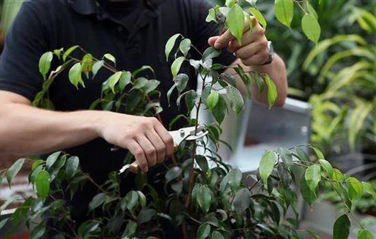 Birkenfeige - Zurückschneiden Birkenfeige - Zurückschneiden