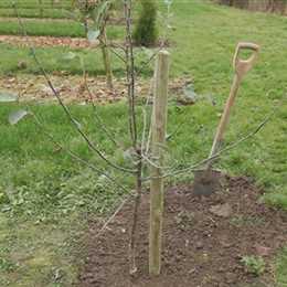 Apfelbaum - Einpflanzen im Garten