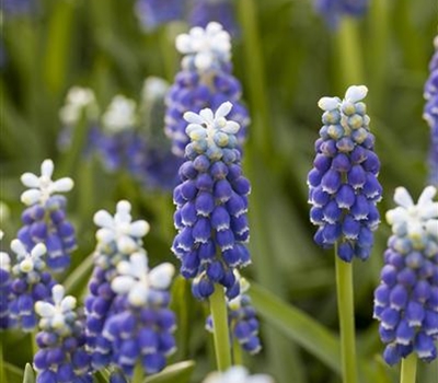 Muscari latifolium 'Grape Ice'