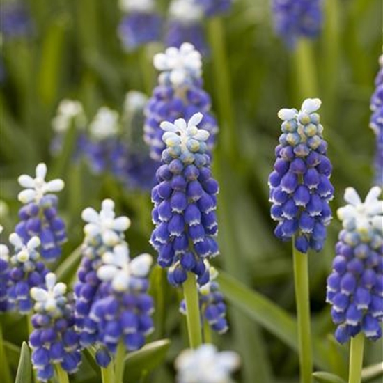 Muscari latifolium 'Grape Ice'