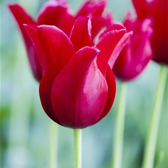 Tulipa greigii 'Red Riding Hood' Tulipa greigii 'Red Riding Hood'