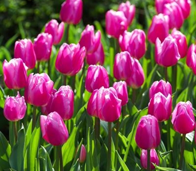 Tulipa 'Aafke'