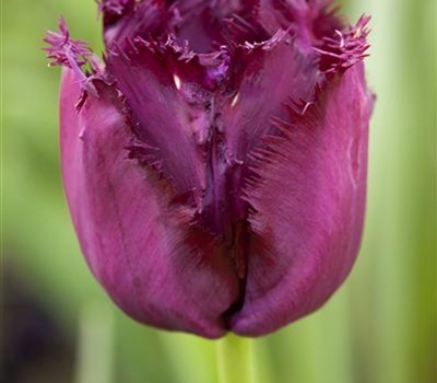 Tulipa 'Gorilla'