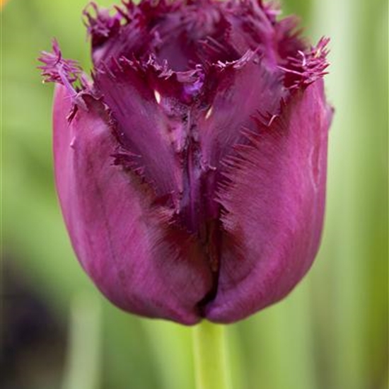 Tulipa 'Gorilla'