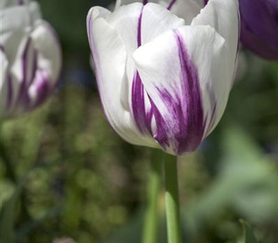 Tulipa 'Flaming Flag'