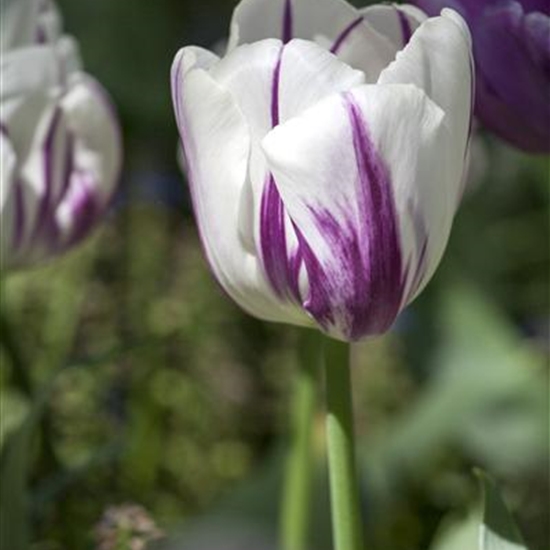 Tulipa 'Flaming Flag'