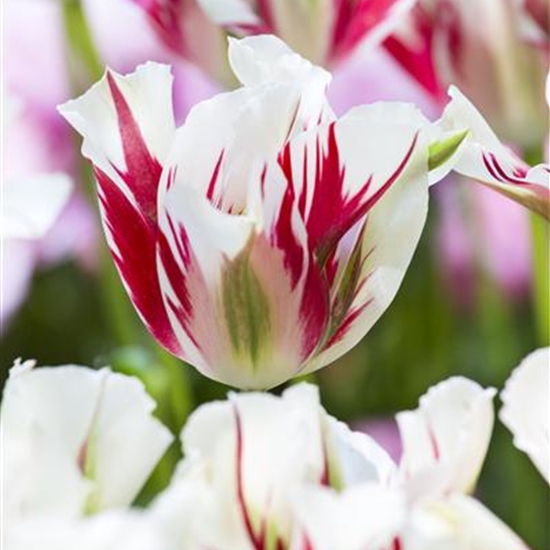 Tulipa 'Groenland'