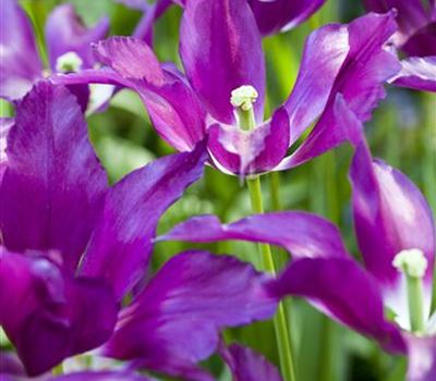 Tulipa 'Purple Dream'
