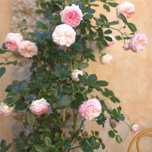 Kletterrosen, Schlingrosen Kletterrosen, Schlingrosen