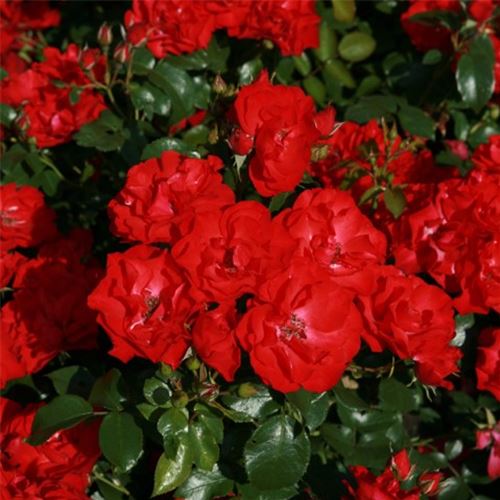 Miniaturrosen Miniaturrosen