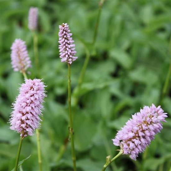Persicaria bistorta Persicaria bistorta