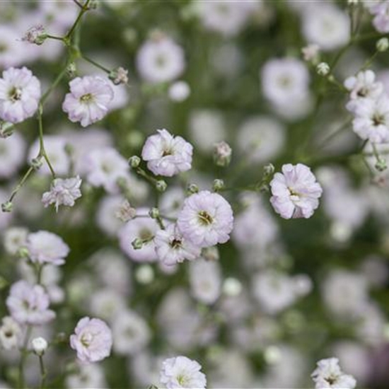 Gypsophila paniculata 'Pink Festival' Gypsophila paniculata 'Pink Festival'