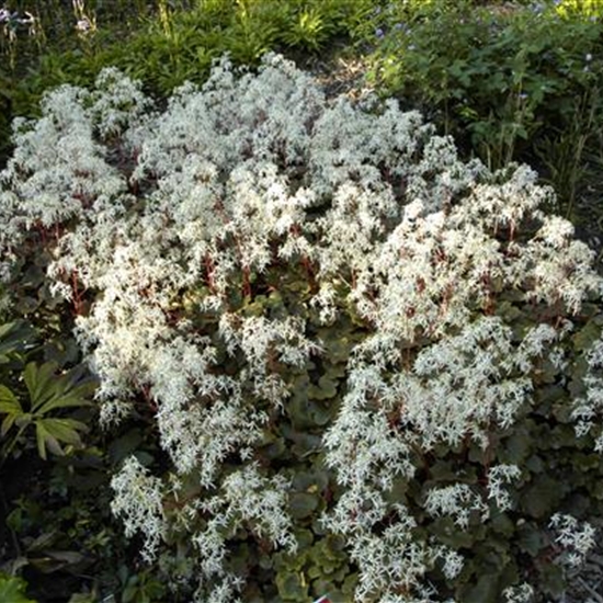 Saxifraga cortusifolia 'Rubrifolia' Saxifraga cortusifolia 'Rubrifolia'