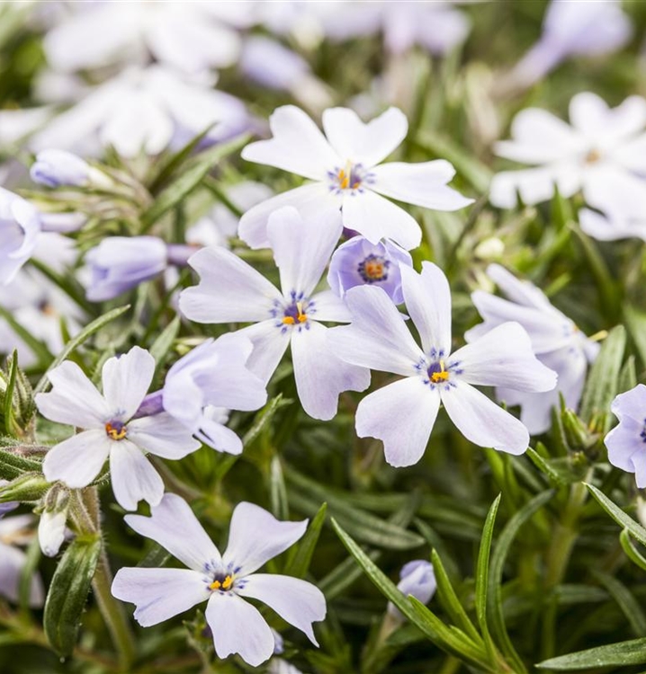Polsterphlox