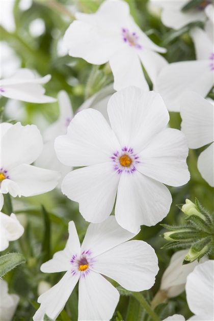 Phlox (Subulata-Gruppe) 'White Delight', Polsterphlox