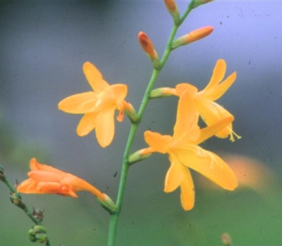 Crocosmia crocosmiiflora (x) 'George Davidson'