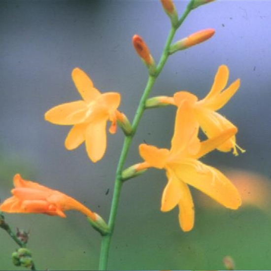 Crocosmia crocosmiiflora (x) 'George Davidson'