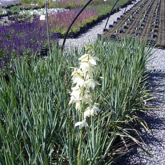 Yucca filamentosa schmalblättrig