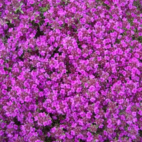 Thymus praecox 'Purple Beauty' Thymus praecox 'Purple Beauty'