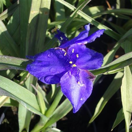 Tradescantia (Andersoniana-Gruppe) 'Leonora'