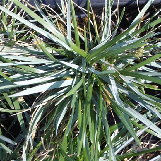 Sesleria caerulea Sesleria caerulea