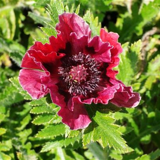 Papaver orientale 'Patty's Plum'