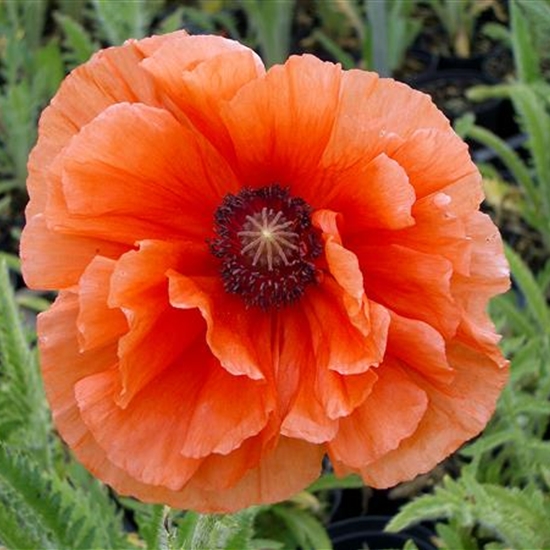 Papaver orientale 'Harvest Moon' Papaver orientale 'Harvest Moon'