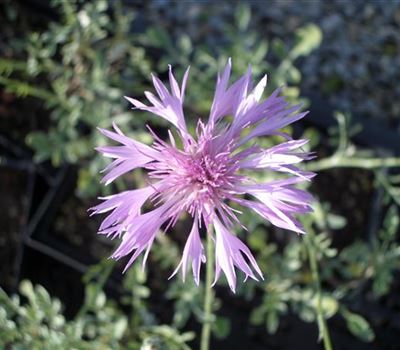Centaurea simplicicaulis