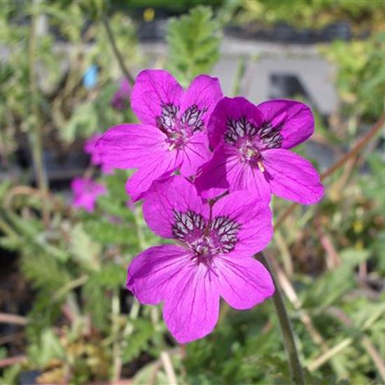 Erodium Hybridum