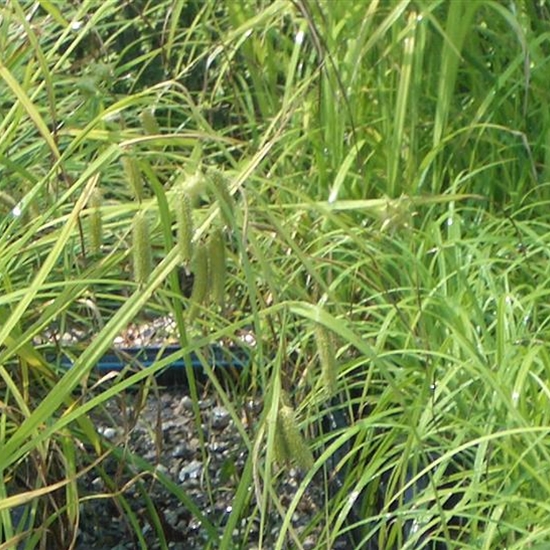 Carex pendula Carex pendula