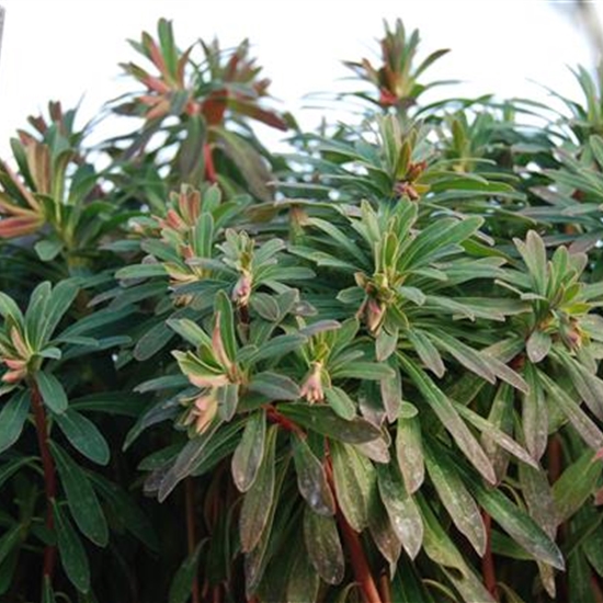 Euphorbia martini (x) Euphorbia martini (x)