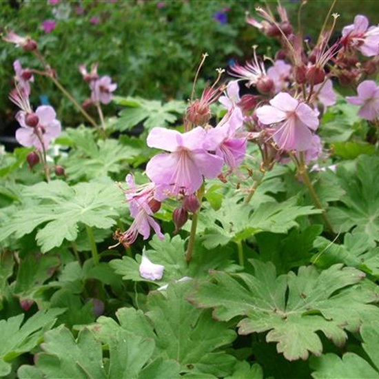 Geranium macrorrhizum 'Ingwersen's Variety'