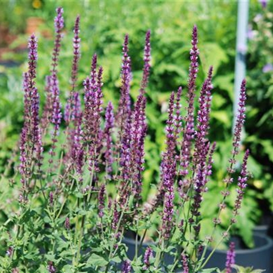 Salvia nemorosa 'Amethyst' Salvia nemorosa 'Amethyst'