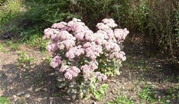 Bildvorschau