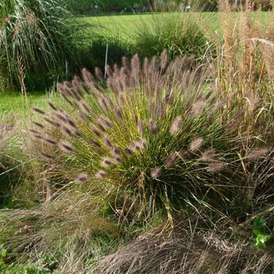 Pennisetum alopecuroides f. viridescens Pennisetum alopecuroides f. viridescens
