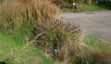 Bildvorschau