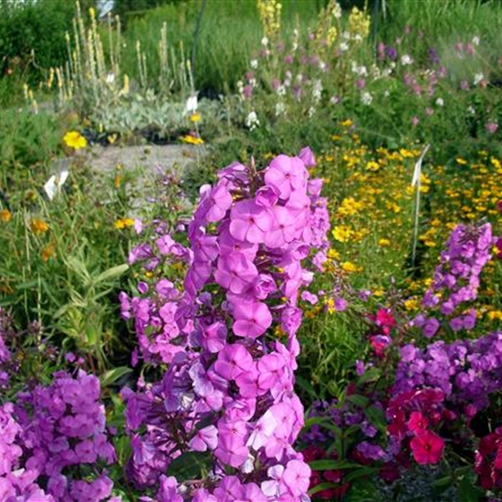 Phlox (Maculata-Gruppe) 'Rosalinde'
