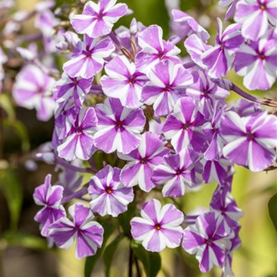 Phlox (Maculata-Gruppe) 'Natascha'