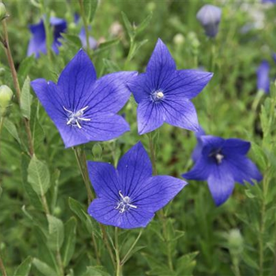 Platycodon grandiflorus 'Mariesii'