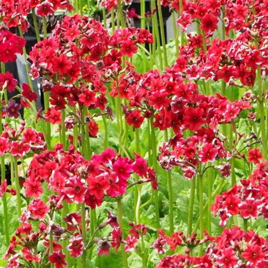 Primula japonica 'Miller's Crimson' Primula japonica 'Miller's Crimson'