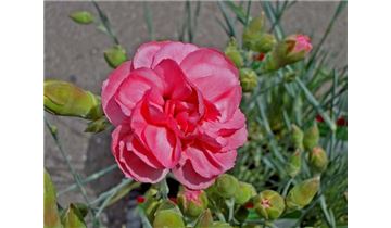 Gartenpflanzen Daepp