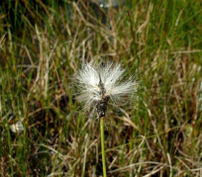 Eriophorum vaginatum