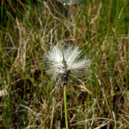 Eriophorum vaginatum Eriophorum vaginatum