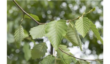 Gartenpflanzen Daepp