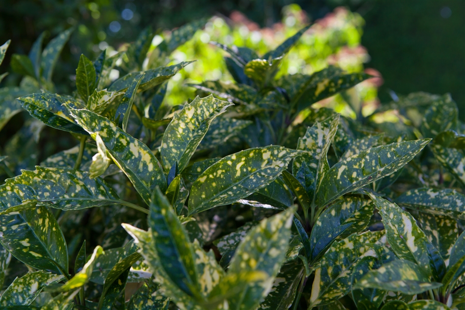 Aucuba japonica, Aukuba - Gartenpflanzen Daepp