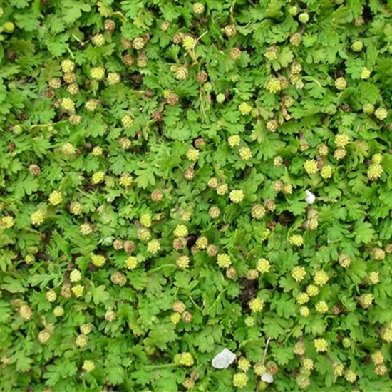 Leptinella dioica 'Minima' Leptinella dioica 'Minima'