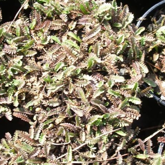 Leptinella potentillina Leptinella potentillina